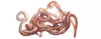 Насадка н Насадка н