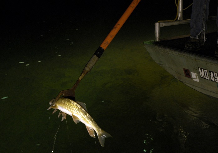 Ночная рыбалка с острогой