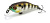 Воблер Pontoon 21 Crack Jack 38 F-DR, 38mm, 2.5g