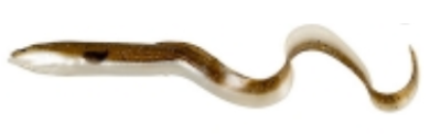 Приманка силиконовая  Savagear LB real Eel 15cm, 12gr, 30pcs 