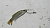 Риппер TRAPER Minnow Fish, 100mm