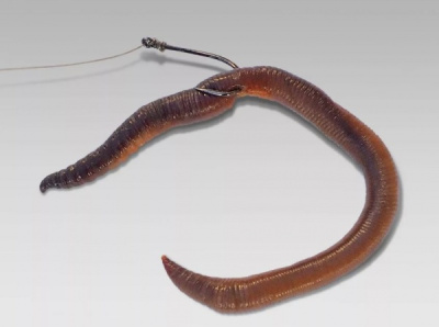 Насадка в Насадка в